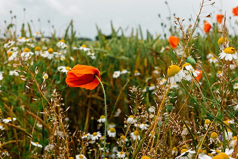 Poppies and wild flowers, background, baltic, beautiful, bloom HD wallpaper