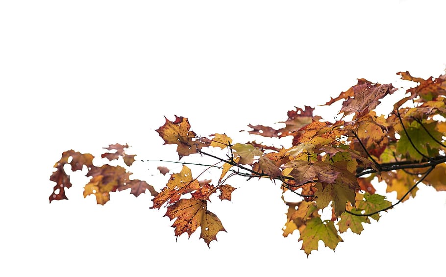 Maple Leaves Changing Color Photo, Fall, Trees, Earth, Outdoor HD wallpaper