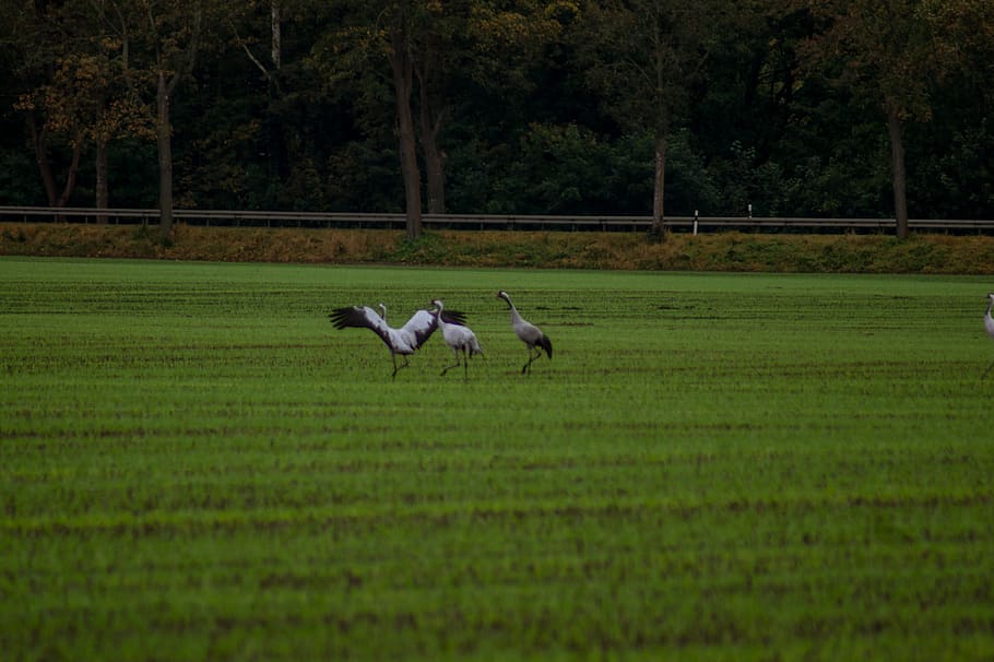 kraniche, feld, field, bird, vögel, grün, plant, animal themes HD wallpaper