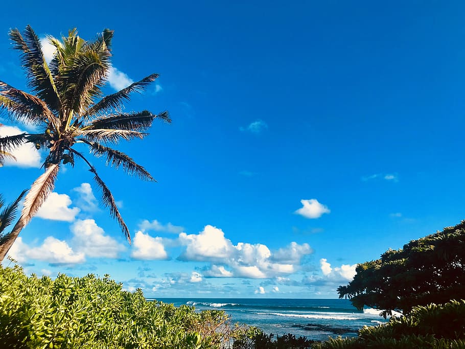 mauritius, trees, ocean, view, seaside, clouds, blue, very blue HD wallpaper