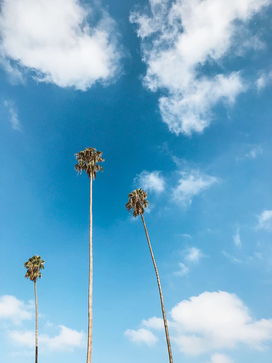 three green palm trees under blue sky, exotic, tropical, trunk HD wallpaper