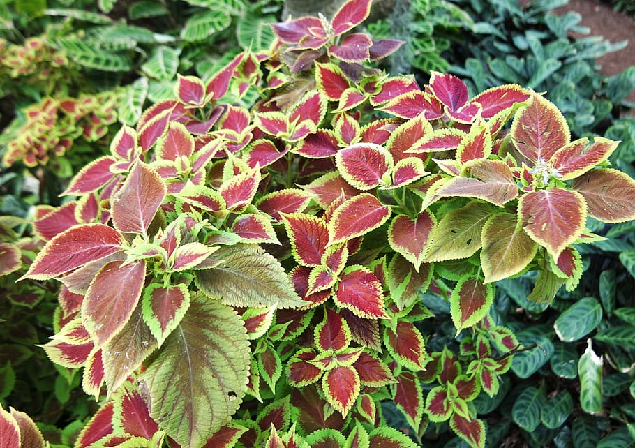 plants, leaves, green, leaf, spring, natural, flower, nature HD wallpaper