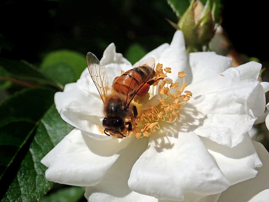 bee, insect, pollen, rose, flower, garden, nature, animal wildlife HD wallpaper