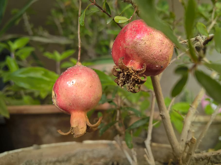 fruit, red, green, pomegranate, nature, food, food and drink HD wallpaper