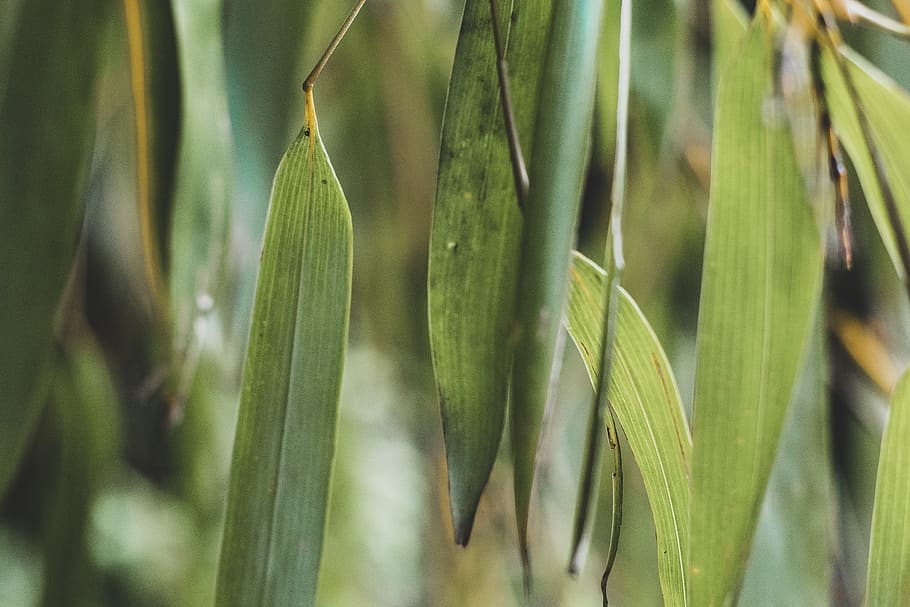 green leaf plant, grass, blossom, flower, nature, jungle, plants HD wallpaper