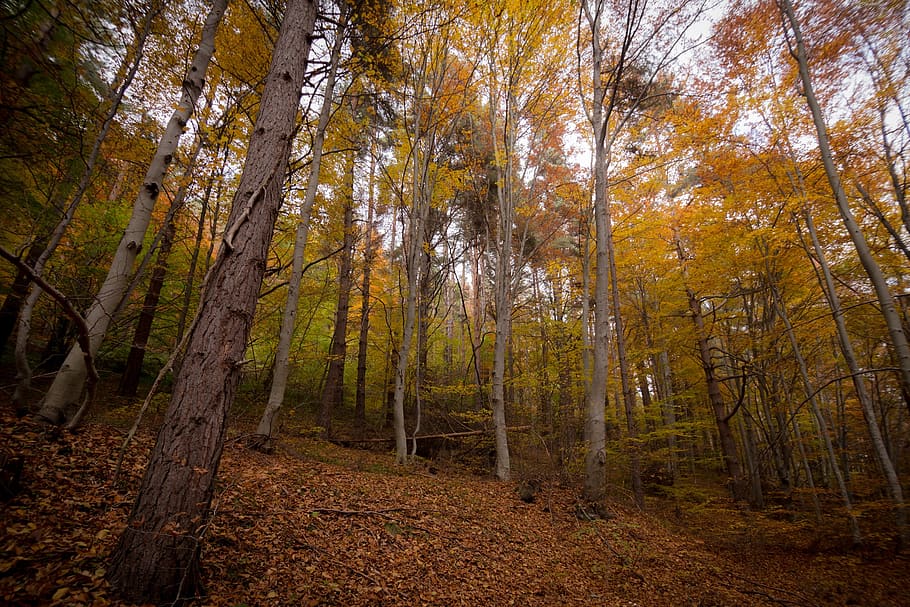 leaf, fall, autumn, trees, plant, landscape, mountain, forest HD wallpaper