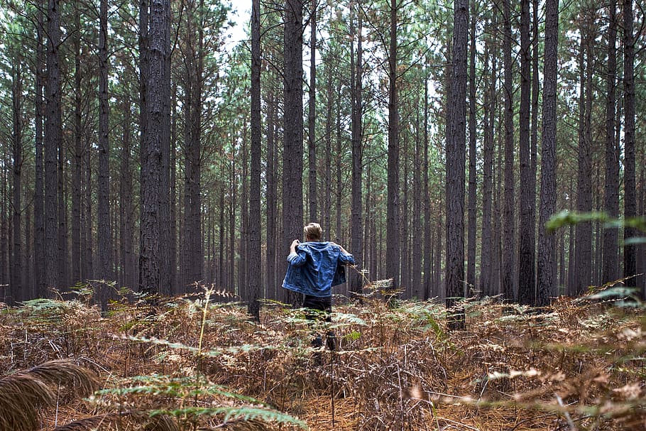 plant, vegetation, tree, nature, forest, outdoors, woodland HD wallpaper