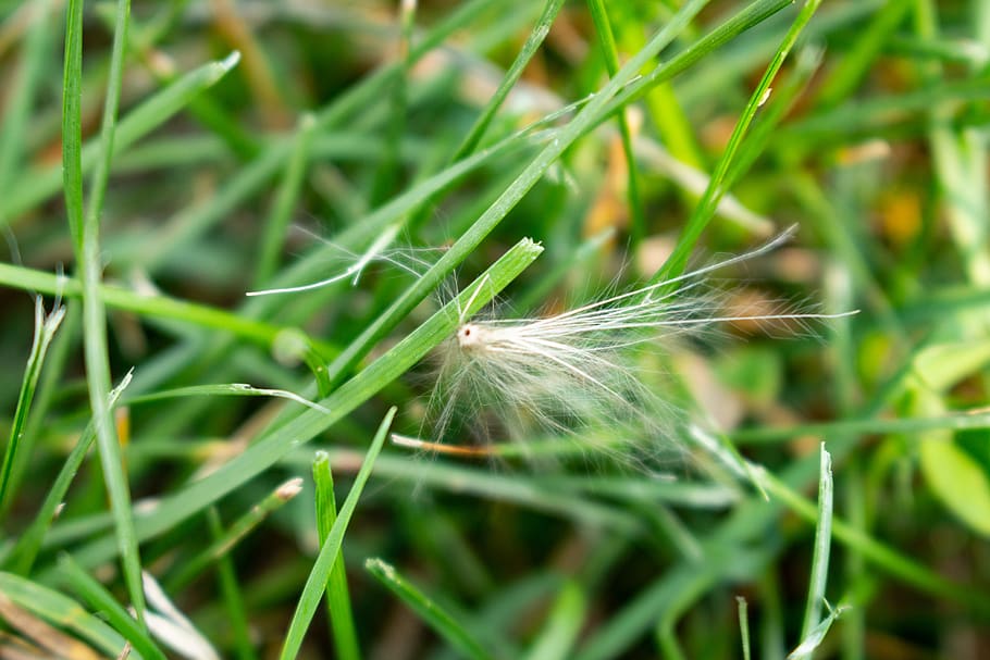 seed, grass, dandilion, green color, plant, close-up, growth HD wallpaper