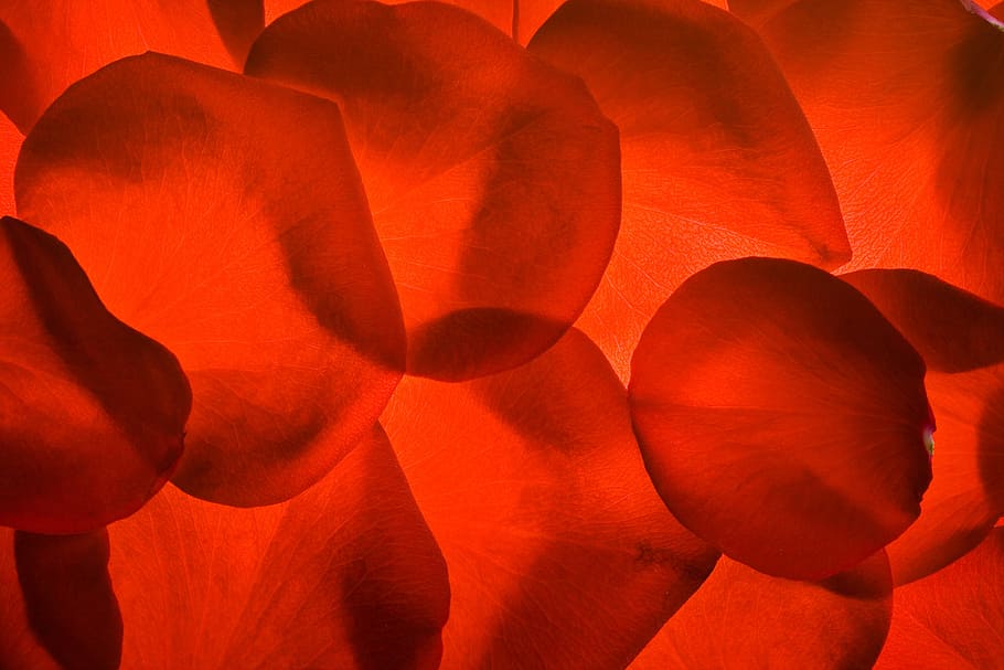 rose, petals, background, red, beautiful, texture, flower, pattern HD wallpaper