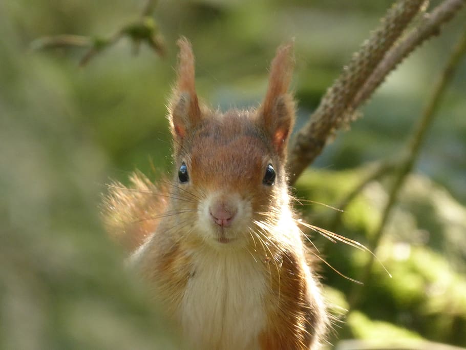 squirrel, red squirrel, face, nature, ears, wildlife, animal HD wallpaper