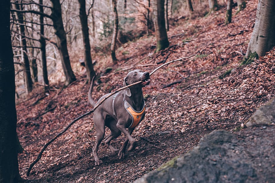 short-coated black dog, mammal, animal themes, one animal, tree HD wallpaper
