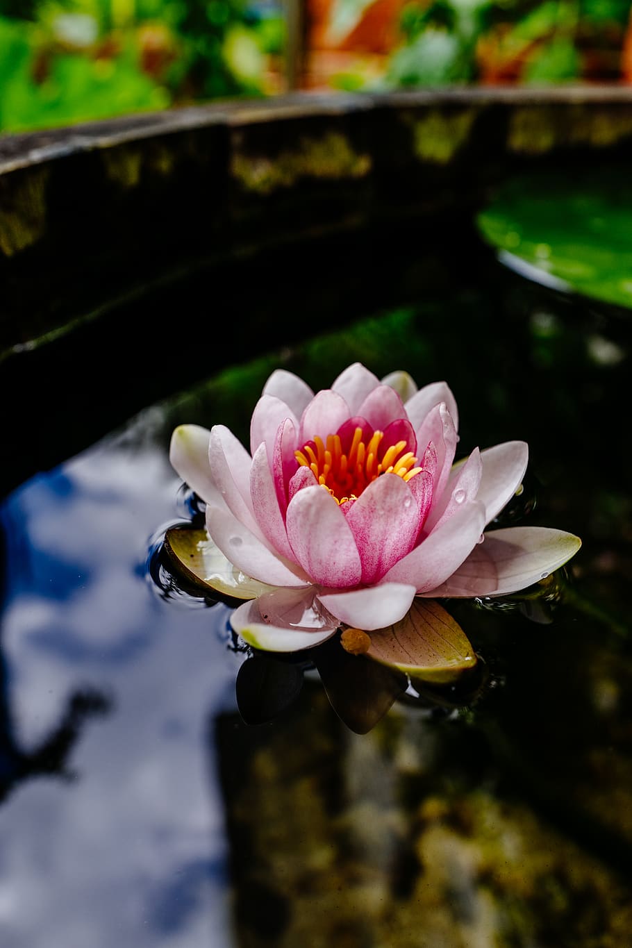 flower, flowering plant, vulnerability, fragility, petal, freshness HD wallpaper