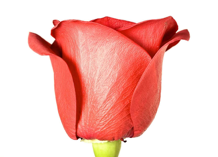 con2011, flower, fresh, gift, isolated, photo, red, romance HD wallpaper