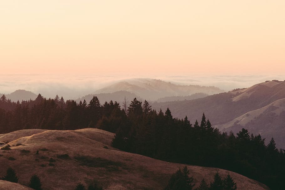 fog, sunset, hills, mt. tam, golden, trees, sky, scenics - nature