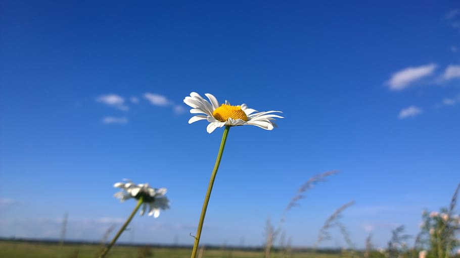 flower, daisy, blue sky, summer, nature, spring, petal, bloom HD wallpaper