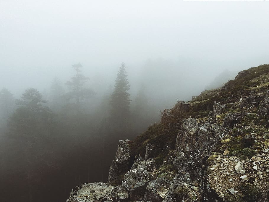 pnw, rock, forest, tree, fog, plant, beauty in nature, tranquility HD wallpaper