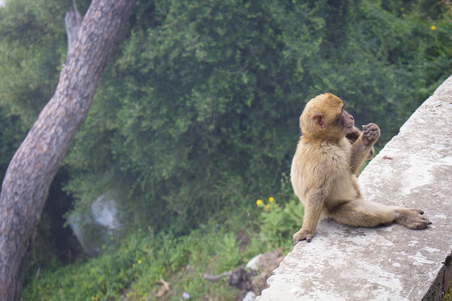 gibraltar, forest, ape, primate, warm, monkey, relaxed, chilled HD wallpaper