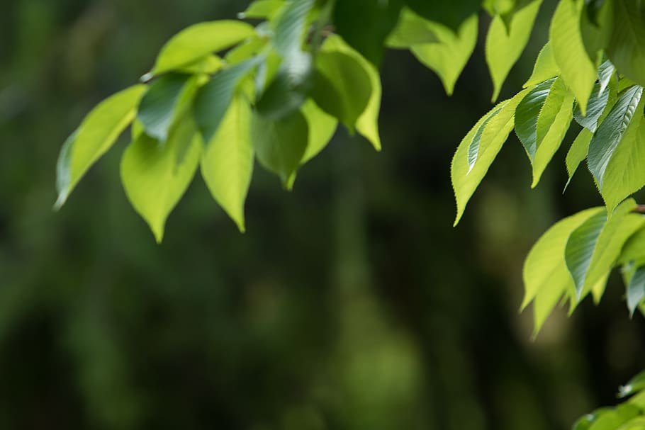 blue, green, nature, leaf, plants, the leaves, wipes, state of the union HD wallpaper