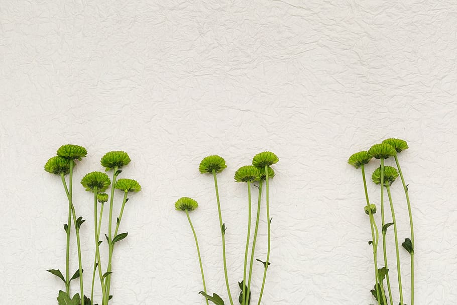 Green Flowers On White Texture Photo, Backgrounds, Textures, Seasons HD wallpaper