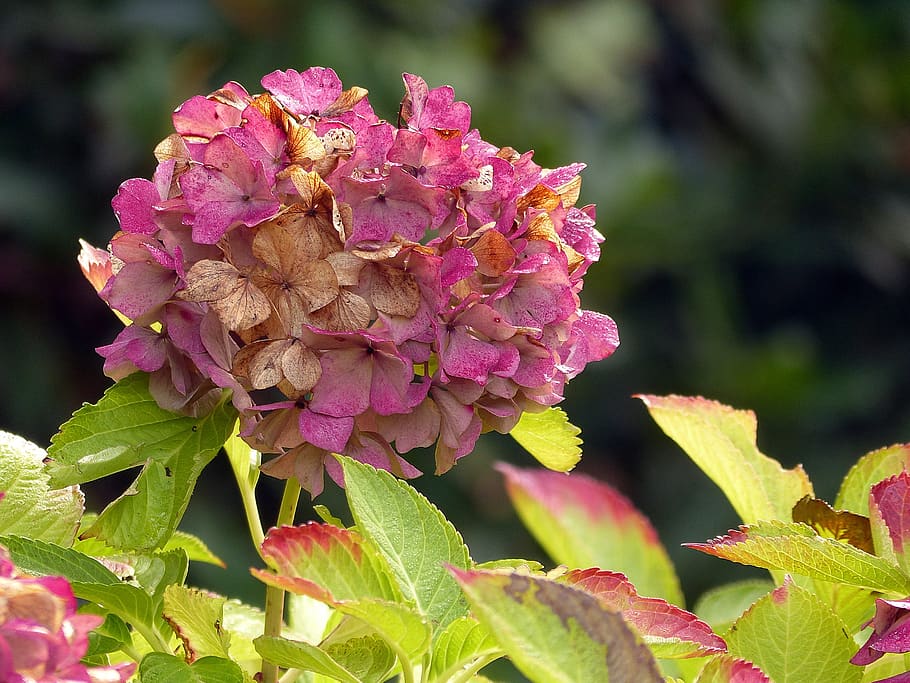 hydrangea, flower, nature, pink, blossom, bloom, flora, garden HD wallpaper