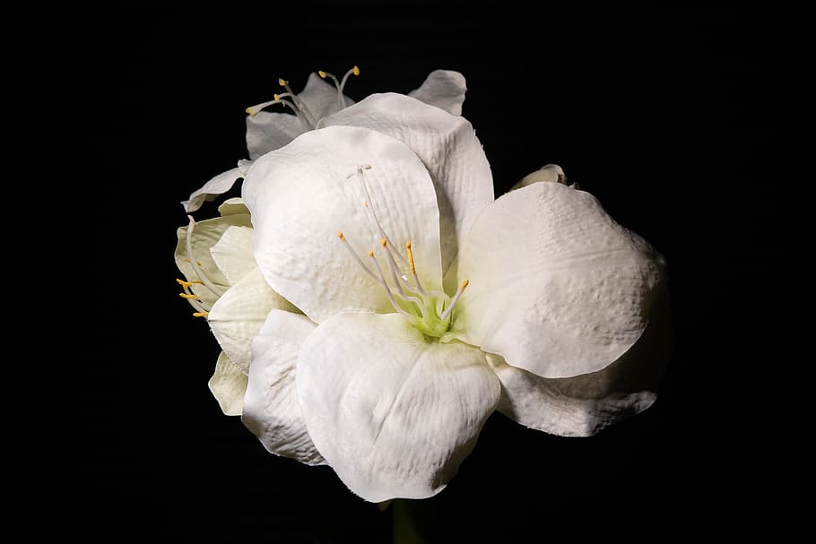 flower, white, white flower, black, nature, petal, freshness HD wallpaper