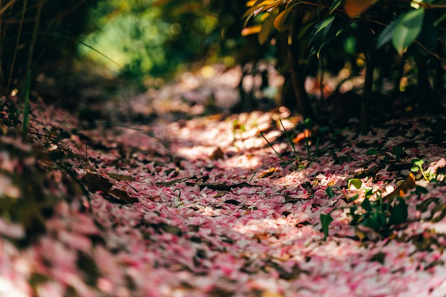 leaf, plant, tree, ground, maple leaf, petal, flower, blossom HD wallpaper