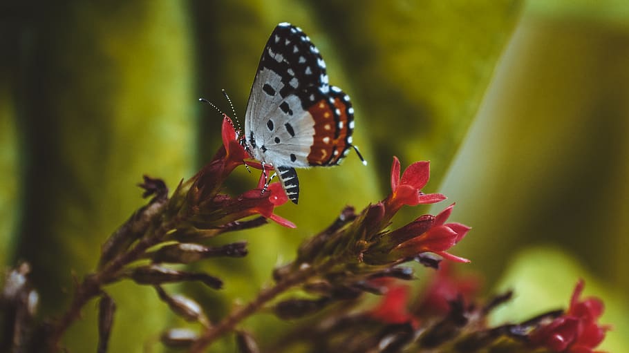insect, animal themes, invertebrate, flower, beauty in nature HD wallpaper