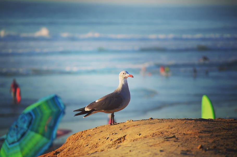 seagull, beach, coast, water, landscape, bird, california, animal HD wallpaper
