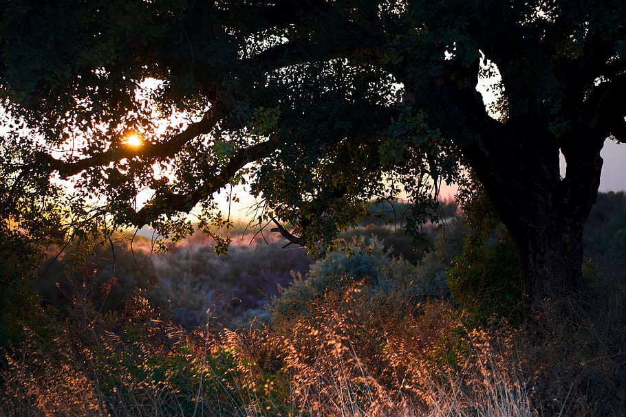 large tree in grass, plant, growth, beauty in nature, land, tranquility HD wallpaper