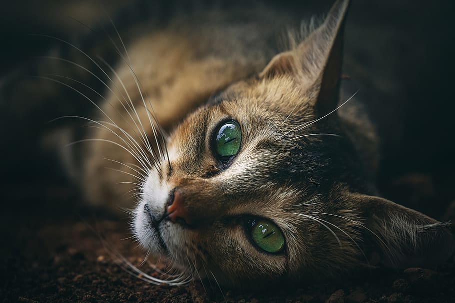 calico cat, mammal, domestic, pets, animal themes, feline, domestic animals HD wallpaper