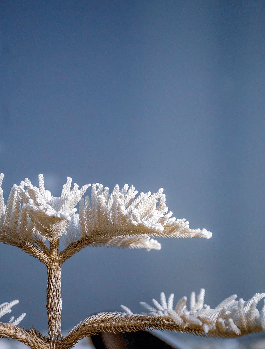 white tree under blue sky, nature, outdoors, ice, snow, frost HD wallpaper