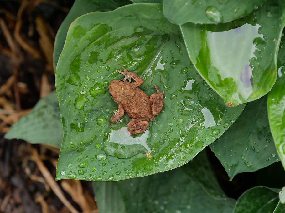 leaf, nature, plant, toad, animal world, plant part, green color HD wallpaper