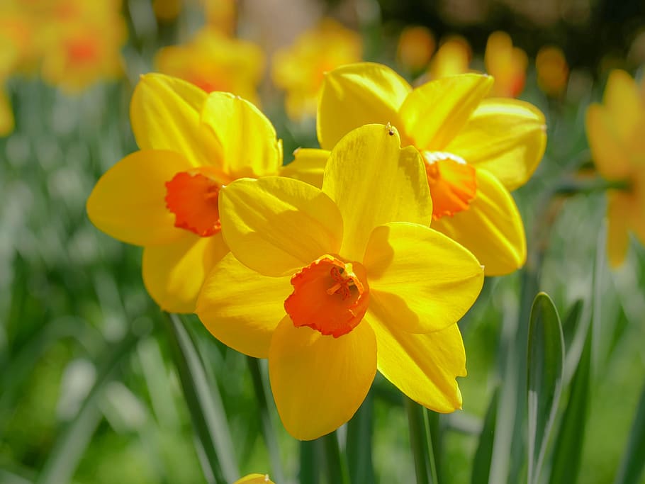 daffodil, narcissus, flowering plant, fragility, petal, vulnerability HD wallpaper