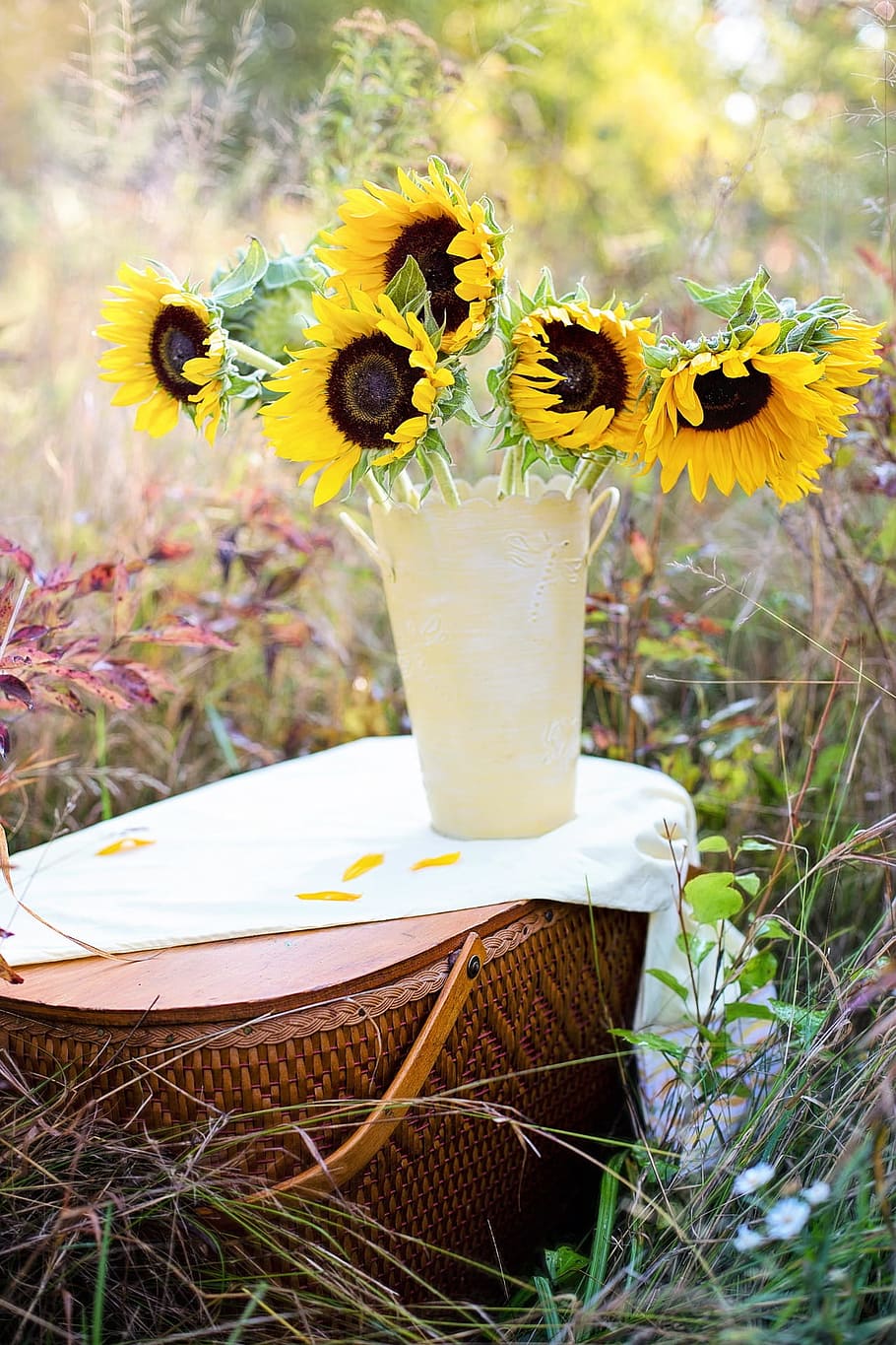 table, sunflower, pot, fresh, nature, fragrance, garden, blooming HD wallpaper