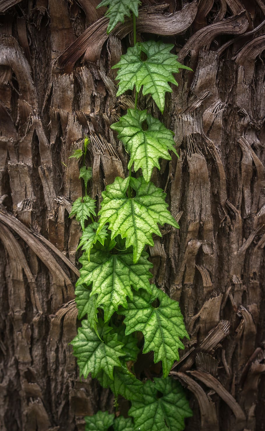 ivy, leaf, nature, plants, the leaves, green, abstract, vine HD wallpaper