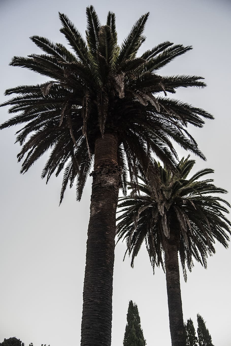 green palm trees during daytime, plant, arecaceae, light, architecture HD wallpaper