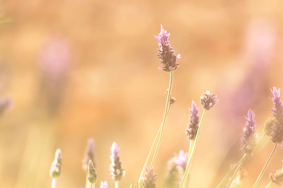 Purple Petaled Flowers, bloom, blossom, field, flora, HD wallpaper HD wallpaper