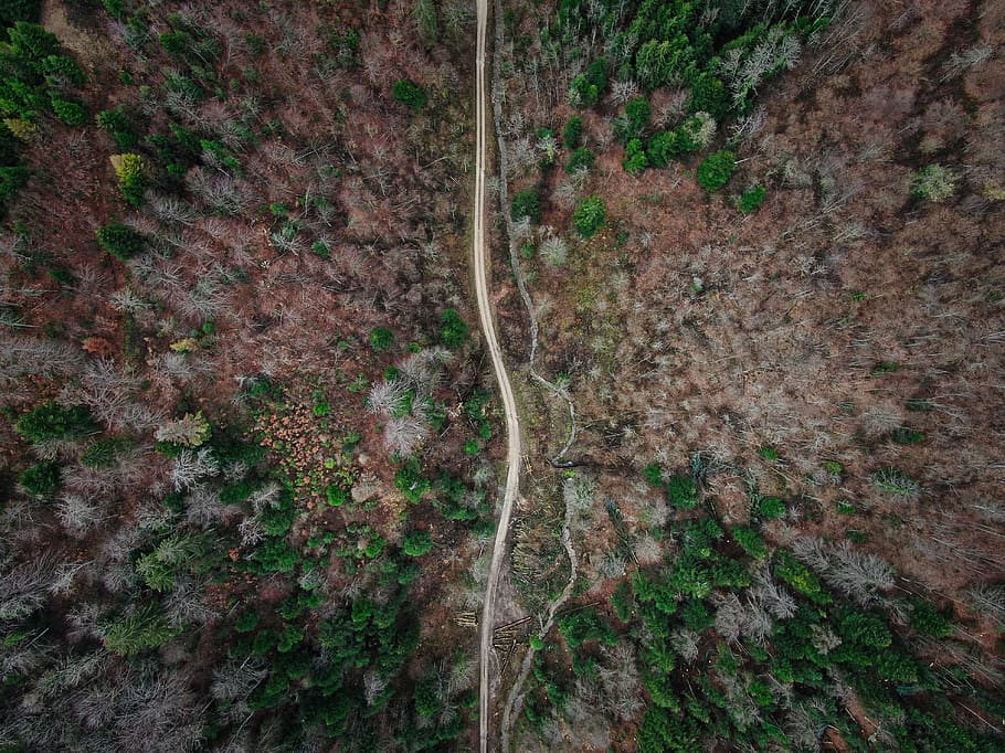 green and brown trees, plant, land, growth, forest, nature, high angle view HD wallpaper