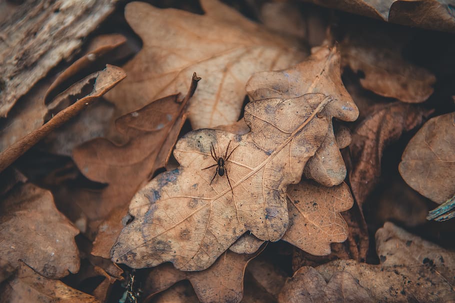 brown spider on dried leaf, plant, tree, maple leaf, veins, geranium HD wallpaper