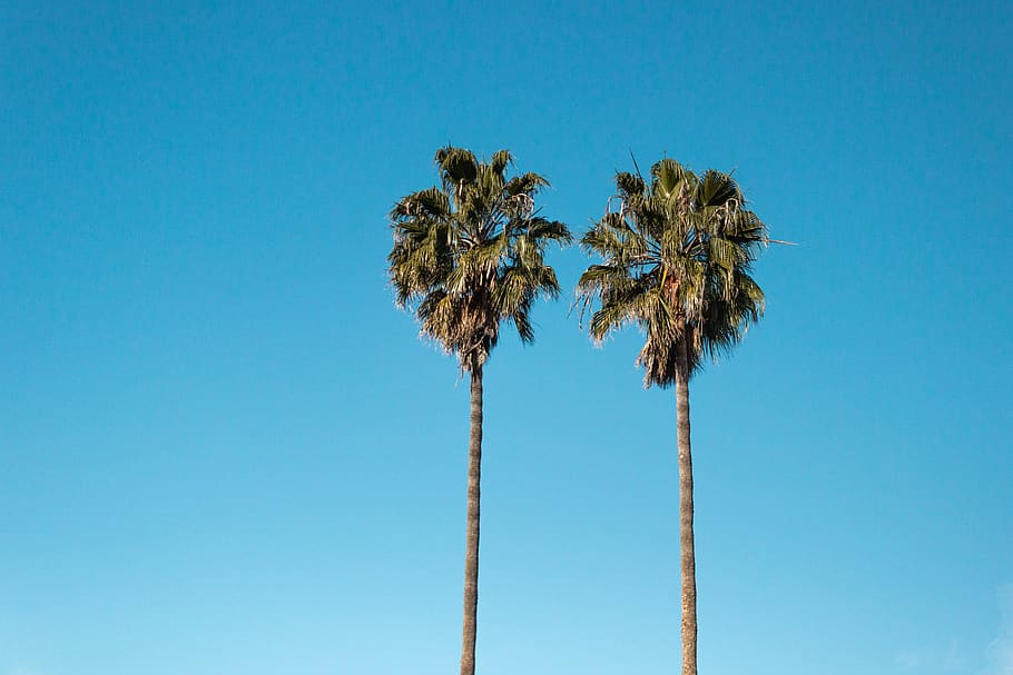 two green coconut trees, plant, palm tree, arecaceae, summer HD wallpaper