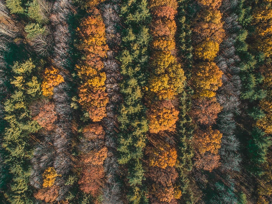 aerial photography of plant field, forest, autumn, fall, tree HD wallpaper
