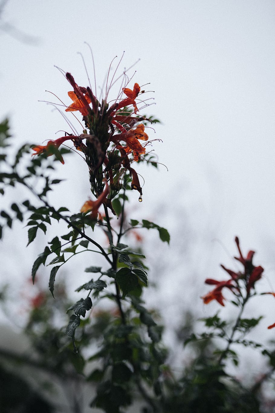 plant, leaf, animal, tree, blossom, flower, bird, bee eater HD wallpaper