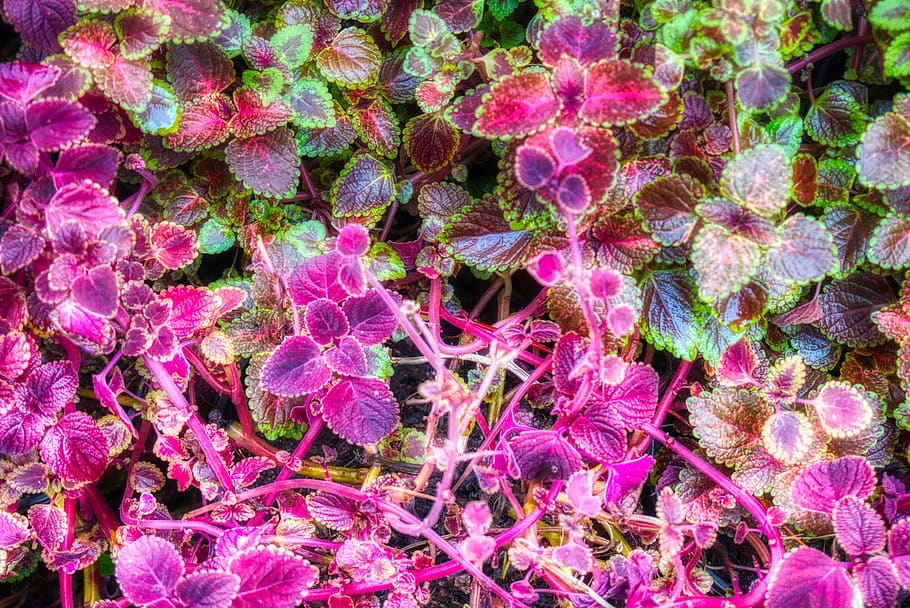 full frame, pink color, no people, plant, nature, backgrounds HD wallpaper