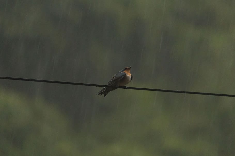 swallow, rain, bird, nature, plumage, animals, beak, wet, animal wildlife HD wallpaper