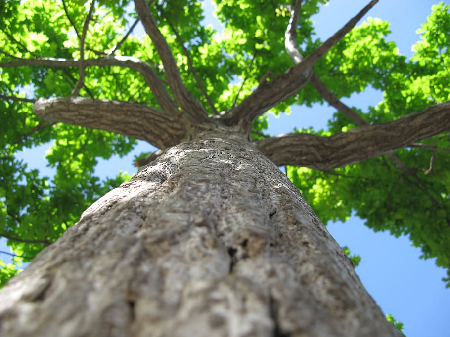 nature, tree, green, trunk, sky, leaves, plant, low angle view HD wallpaper