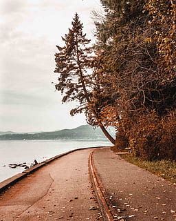 plant, tree, path, outdoors, tree trunk, nature, road, tarmac HD wallpaper