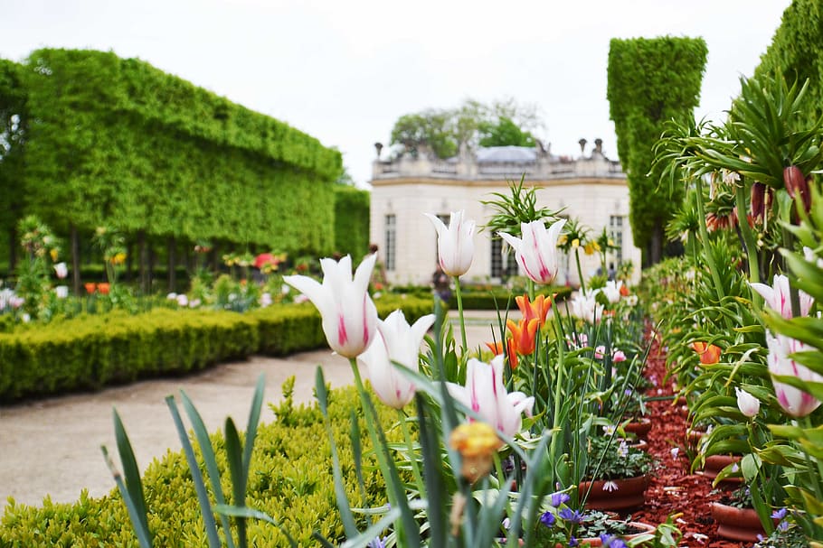 france, plant, flower, flowering plant, freshness, beauty in nature HD wallpaper