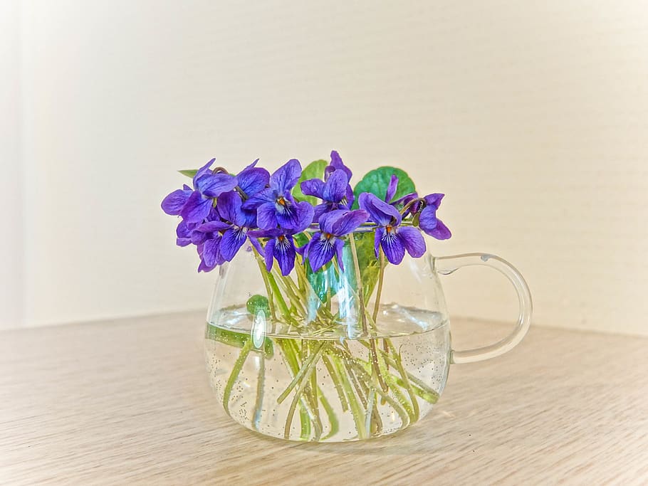 still-life, viola, spring, fiowers, table, flower, flowering plant HD wallpaper