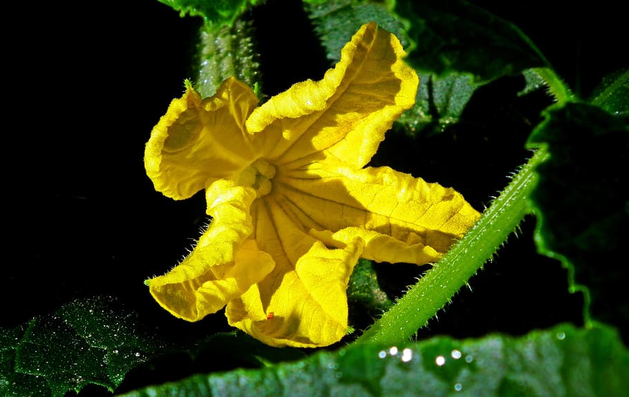 flower, cucumbers, vegetables, closeup, nature, garden, plant HD wallpaper