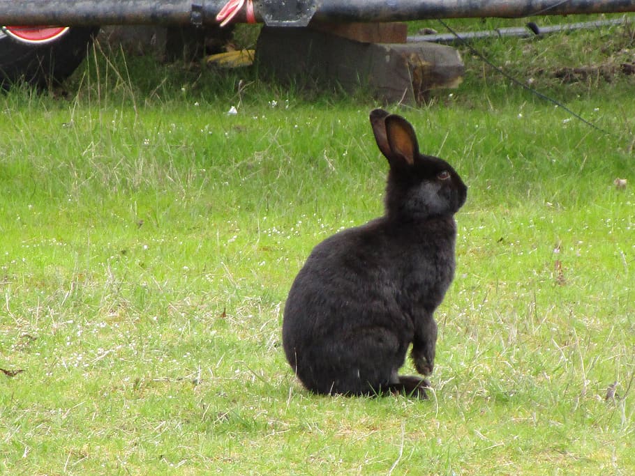 bunny, rabbit, animal, mammal, black, furry, grass, jericho beach, HD wallpaper